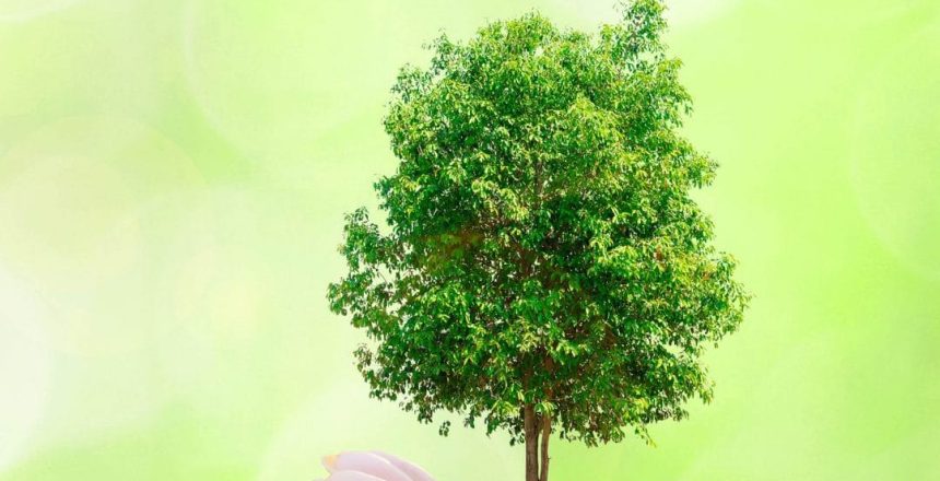 GC-ecologico-1080x675